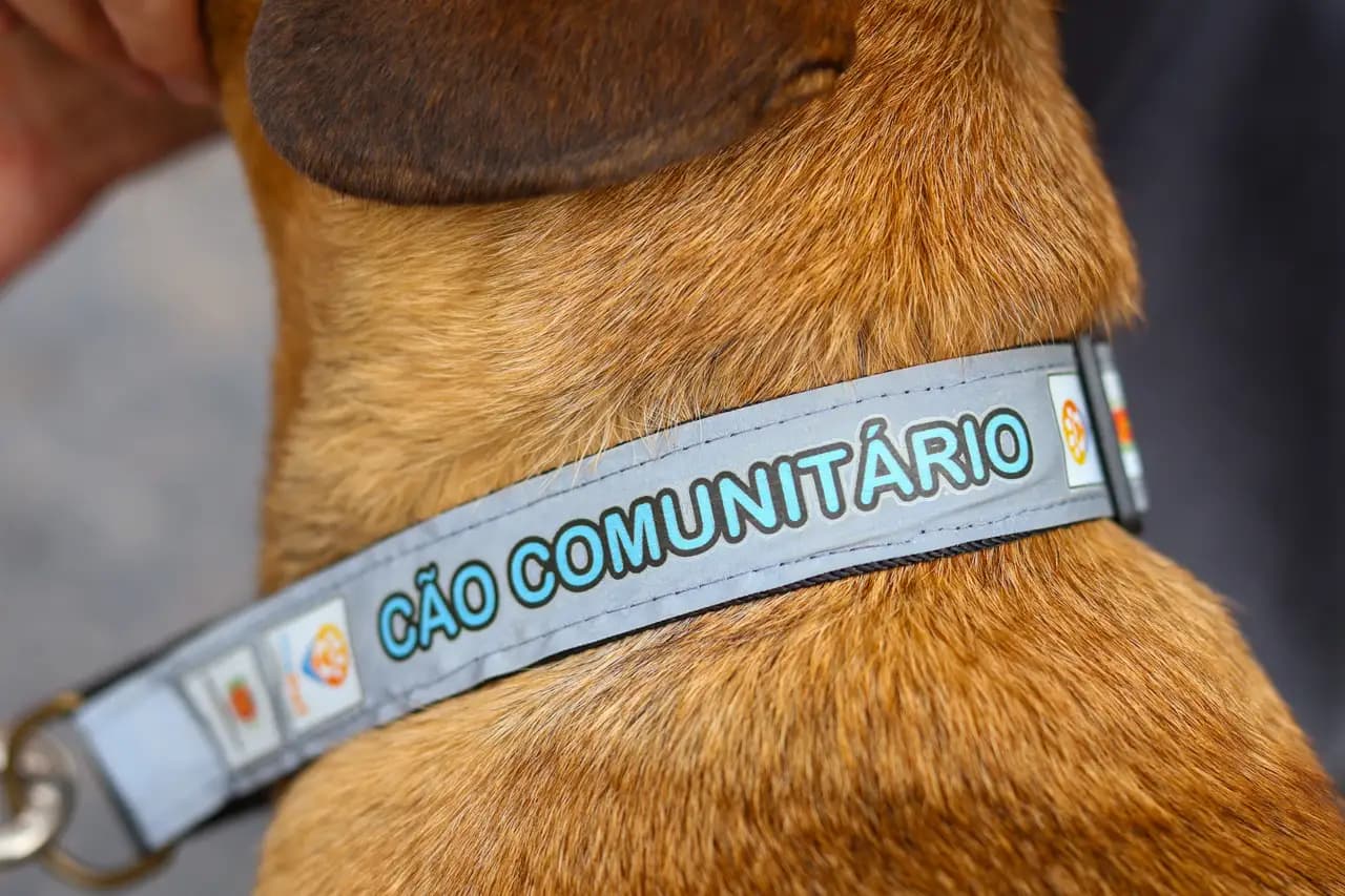 Maringá regulamenta proteção e manejo de animais comunitários, que serão identificados com coleiras reflexivas