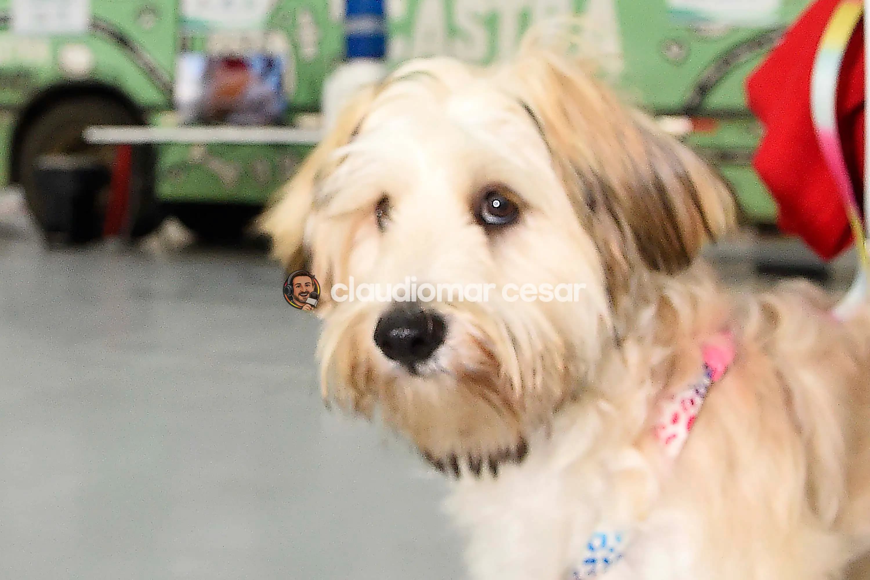 Programa CastraPet Paraná vai beneficiar mais de 8 mil cães e gatos em abril