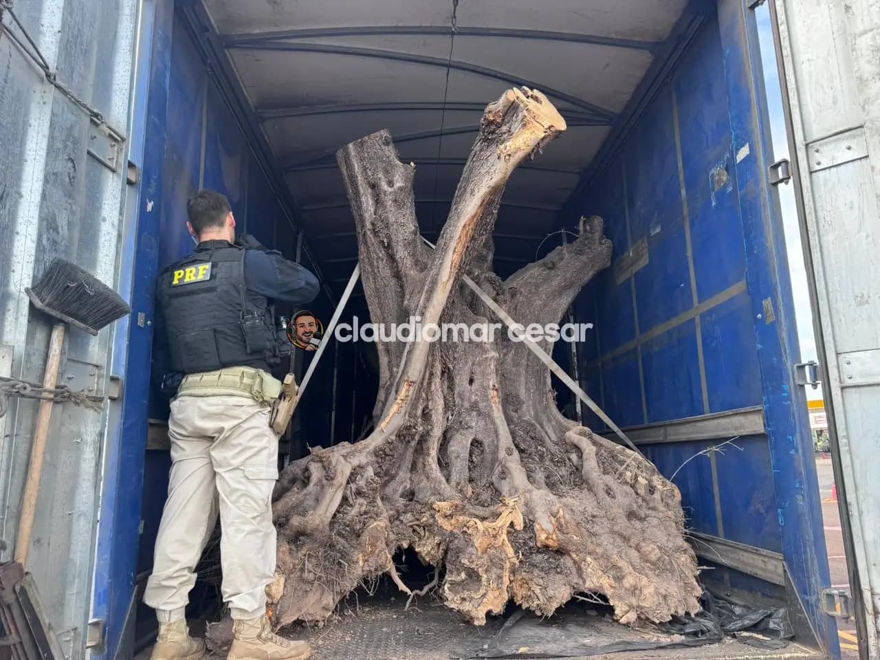 PRF apreende oliveiras centenárias contrabandeadas em carreta na região de Maringá