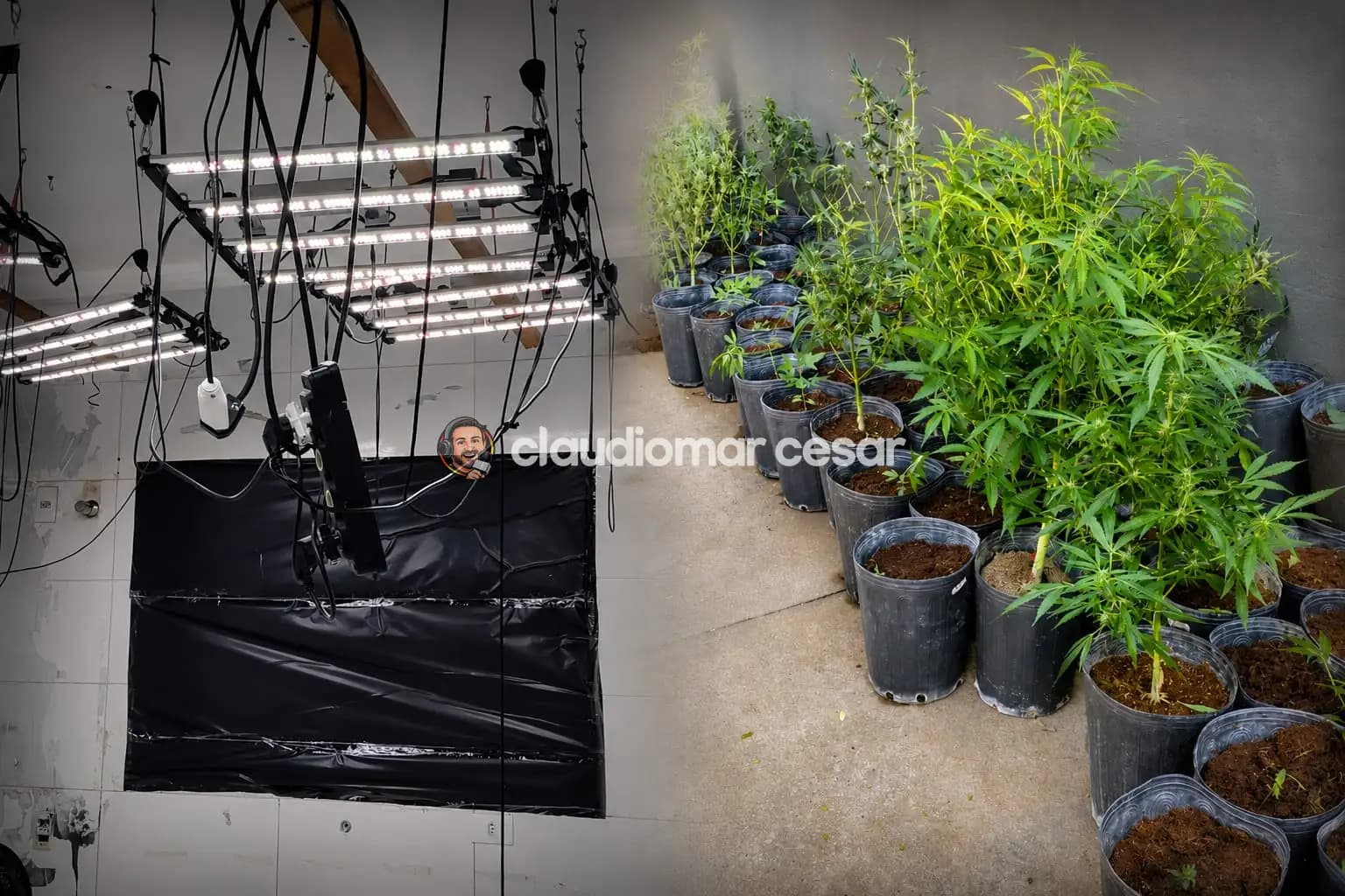 Polícia Civil de Mandaguari elucida caso de residência que era utilizada para a produção de maconha e prende investigado em Santa Catarina